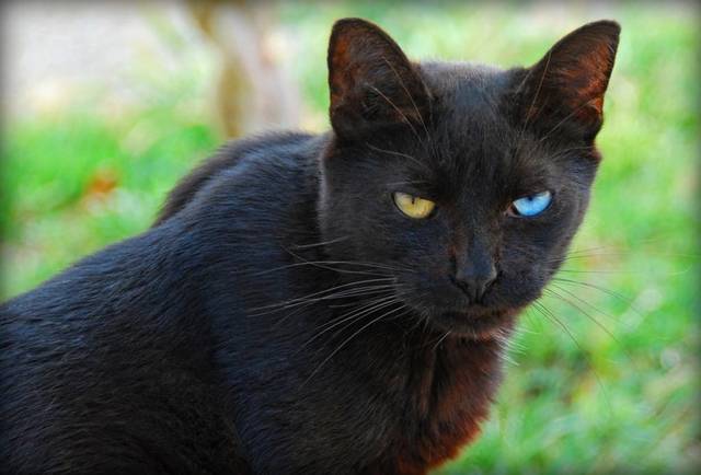 black-cat7