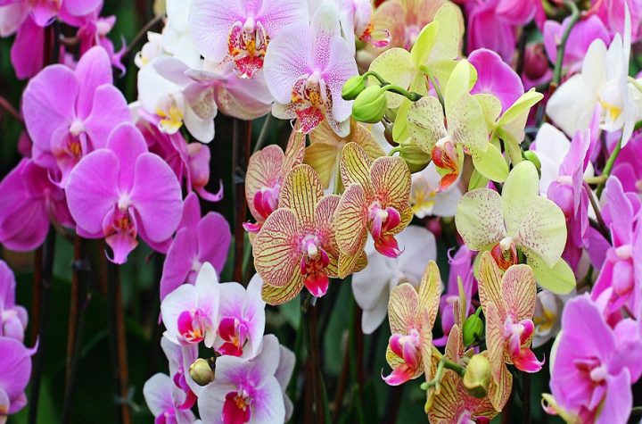 Take care of Orchid Flower