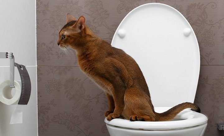 How To Teach A Cat To The Toilet?