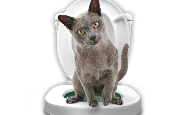 How To Teach A Cat To The Toilet?
