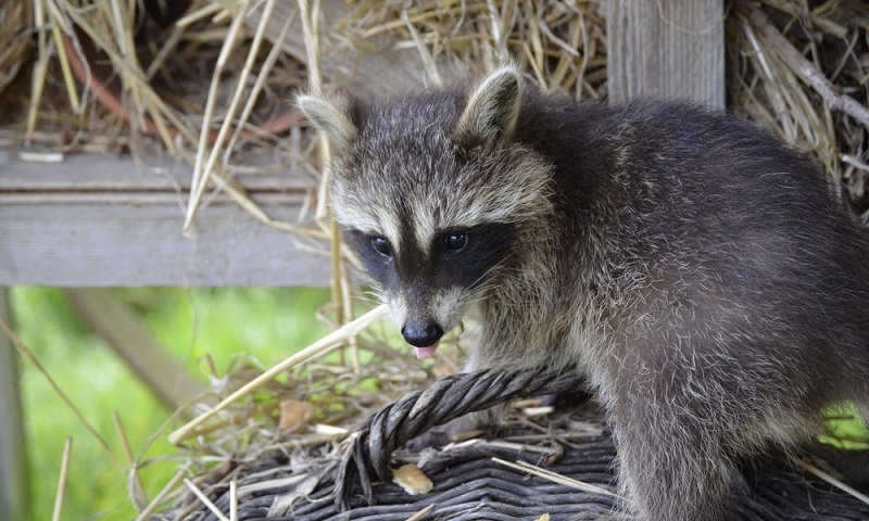 Raccoon At Home: Care And Maintenance