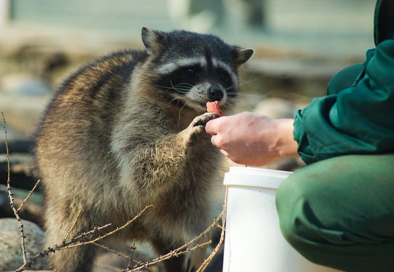 Raccoon At Home: Care And Maintenance
