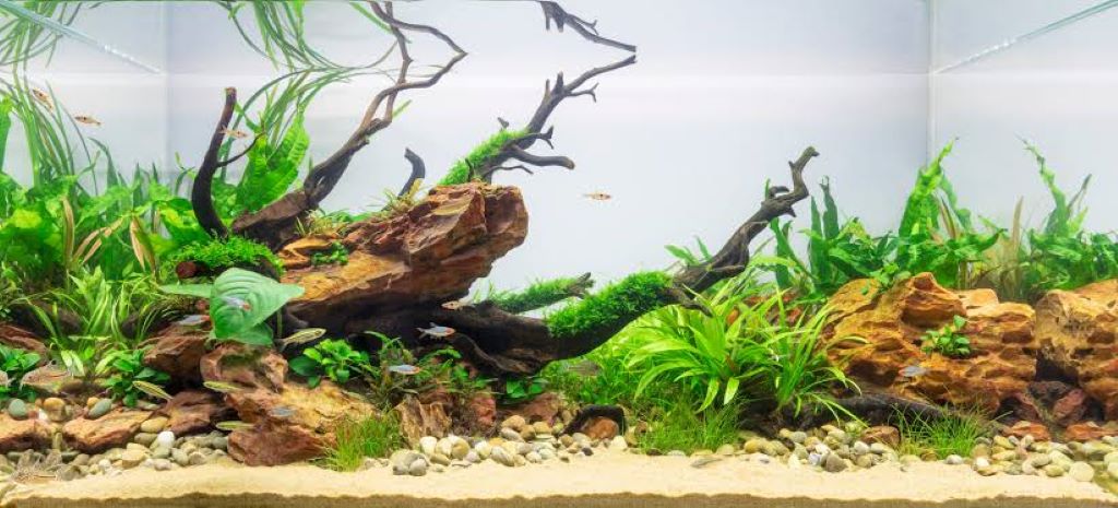 Rinsing aquarium sand before adding it to a fish tank